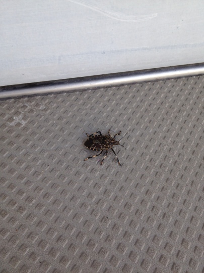 Creepy bug that was chilling outside my door this morning. Blegh.