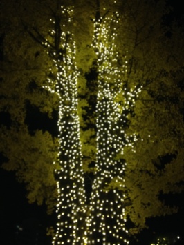 Pretty bokeh tree :) It's really hard to get an iPhone to UNfocus!