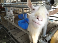 Smiley goat!
