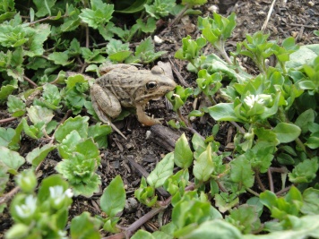 Froggie friend!