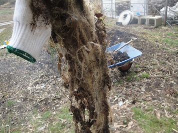 Some non-bamboo roots that had formed a carpety thing!