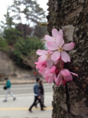 Sakura season was getting really close!!