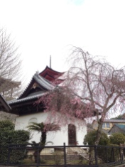 Blossoms and the pagoda