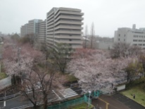 Sakura!