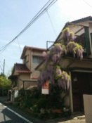 Gorgeous wisteria on the walk to the station. Full bloom on my first day!