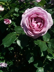 Purple roses :)