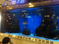 The aquarium in the local mall