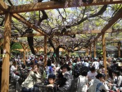 Lunch under the giant wisteria