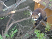 I love that Red Pandas are called Lesser Pandas in Japan. They're so sweet.