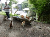 This man feeds all these cats every day. It was really fun to watch